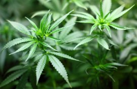 Marijuana