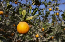 Oranges on a tree. Mahmoud Elkhwas/NurPhoto via AFP