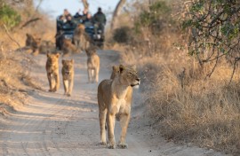 Tourists on an open safari vehicle viewing lions. GettyImages/RudiHulshof