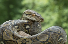 File: A reticulated python. AFP/Mark Kostich