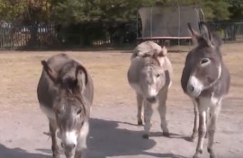 donkey