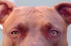 File: A Pitbull. JOEL ROBINE / AFP