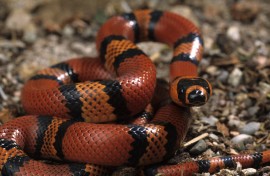 File: A Honduran milk snake in terrarium. Bruno Cavignaux/Biosphoto via AFP