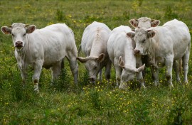 File: A herd of young bulls grazing in a farm field. Artur Widak/NurPhoto via AFP