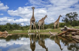 Three Giraffes (Giraffa camelopardalis) along waterhole with reflection in Kruger National Park, South Africa.