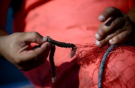 A fisherman pulls a bearded fireworm caught in his net. AFP/Filipo Monteforte