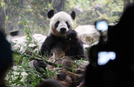 Ri Ri, a male panda which is scheduled to go back to China. Koki Ktaoaka/The Yomiuri Shimbun via AFP