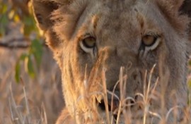 The 10th of August marks World Lion Day, to highlight the plight faced by the endangered species globally.