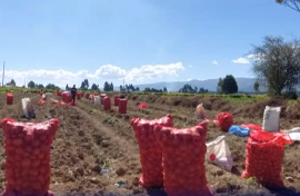 Potatoes in shortage 