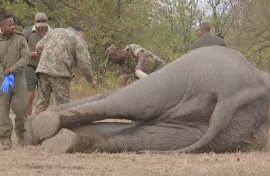 Kruger National Park Elephant