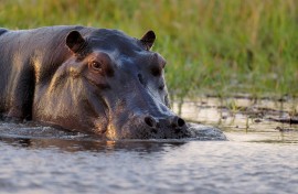File: A hippopotamus in a river. Pierre Vernay/Biosphoto via AFP