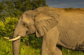 File: An elephant seen in the Kruger National Park. Frank Fell/robertharding via AFP