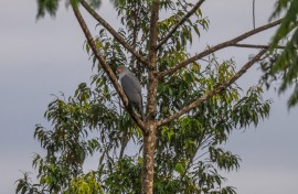 a New Britain Goshawk in Pomio, Papua New Guinea's East New Britain province. AFP/Tom Vierus/WWF-Pacific.jpg