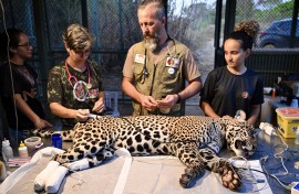 Veterinarian Thiago Luczinski (C) and his wife Pollyanna Motinha (L) stand next to Itapira, a young female jaguar that had its paws burned during recent fires in Pantanal. AFP/Evaristo Sa