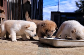 File: Puppies eating their food. Yosuke Hayasaka/The Yomiuri Shimbun via AFP