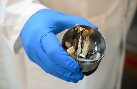 Psilocybe cubensis, known colloquially as psychedelic "magic" mushrooms. AFP/Robyn Beck