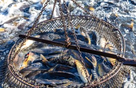File: Fish wriggle in a landing net. Frank Hammerschmidt/dpa Picture-Alliance via AFP