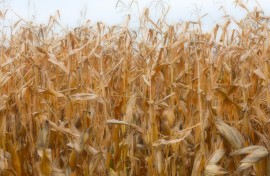 File: A field of corn. Flore Gastal/Hans Lucas via AFP