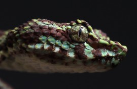 a newly discovered species of snake named as the limestone eyelash pit viper. AFP/WWF/Parinya Pawangkhanant.jpg