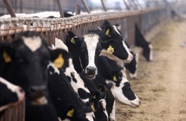 File: Cows eat their feed at a farm. AFP/David Swanson