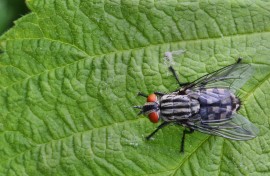File: A housefly on a leaf. Creative Touch Imaging Ltd/NurPhoto via AFP