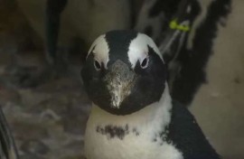 African penguin
