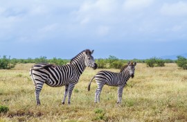 File: Plains zebra in the Kruger National Park. Patrice Correia/Biosphoto via AFP