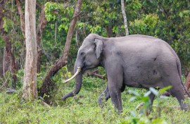 File: Asian Elephant moving around the park in search of food. Sylvain Cordier/Biosphoto via AFP