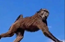 Raygun baboon