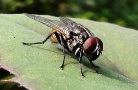 A common house fly sitting on a rose leaf.