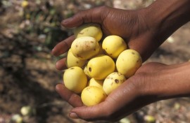 Marula offers four times the Vitamin C than oranges. GettyImages/Jouan/Rius