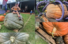 Goliat van Gat-pampoenfees 