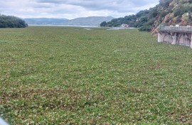 Hyacinth infestation at Hartbeespoort Dam