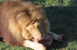 File: A lion eating meat. eNCA/Estelle Bronkhorst