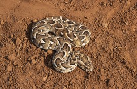 File: A puff adder. Ann and Steve Toon/robertharding via AFP
