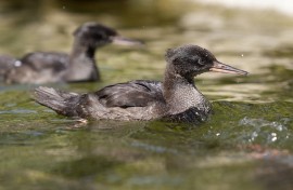 Chicks of the critically endangered Brazilian merganser swim on a pond at the Zoo in Prague. AFP/Milan Kammermayer