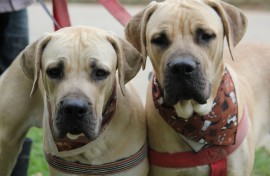 Oudtshoorn Dogs in Need