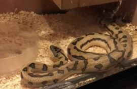 Bruce the python