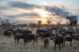 File: A herd of buffalo in Kruger National Park. Xavier Duvot/Hans Lucas via AFP