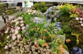SA wins gold medal at Chelsea Flower Show