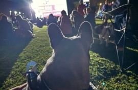 Dog Cinema