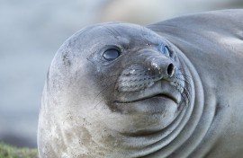 File: An elephant seal. Getty Images/ Danita Delimont