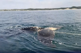 Using specialised tools, the team made four careful cuts to remove the rope wrapped around its tail. Supplied