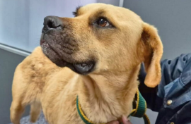 Bobby was rescued by the NSPCA. Supplied