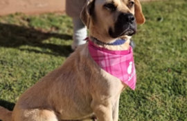 Bobby the dog. Supplied/NSPCA