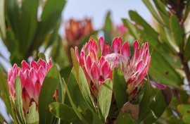 Bredasdorp protea, limestone protea or limestone sugarbush (Protea obtusifolia). Gallo Images/ Roger De La Harpe