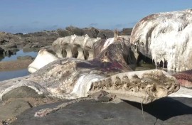 A whale carcass has been decomposing in a rock pool at Skoenmakerskop for a month.