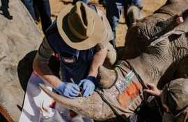 RENOSTERS Rhisotope-projek 