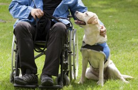 File: Labrador guide dog and disabled owner. Antonio Gravante/Science Photo Library via AFP