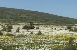  It's spring and where better to experience it than among the magnificent flowers in the West Coast National Park.